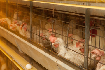 Chickens in an industrial chicken coop on a large