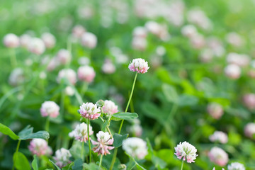 Pink clover meadow on summer. selective focus