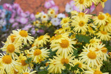 yellow chrysanthemums bloom in the garden,autumn yellow flowers with blurred background bloom in the flower garden