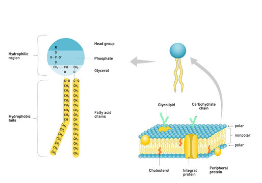 Phospholipid molecule with fatty acid chains and polar head. Structure of cell membrane.