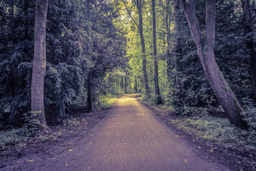 Walking Path At The Amsterdamse Bos Amstelveen The Netherlands 28-7-2020
