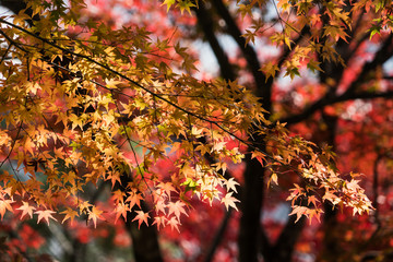Beautiful maple leafs in autumn of Kyoto Japan