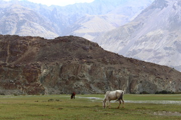 Fototapeta premium wild horses in the mountains