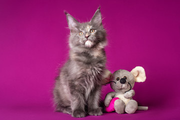 Lovely big blue maine coon kitten with a toy on fuchsia color background in studio.