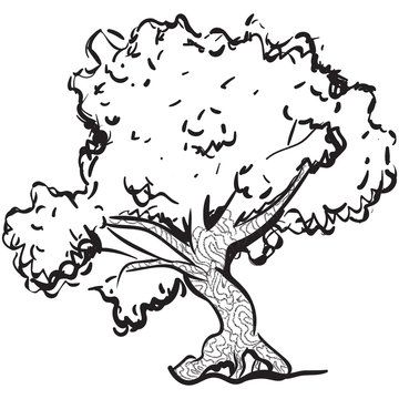 
Silver maple tree, hand drawn icon of timber 
