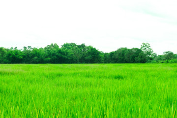 Obraz premium Natural Rice fields for background, blue sky with cloud