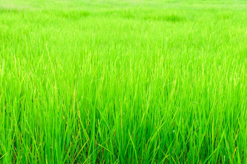 Natural Rice fields for background, organic rice fram view