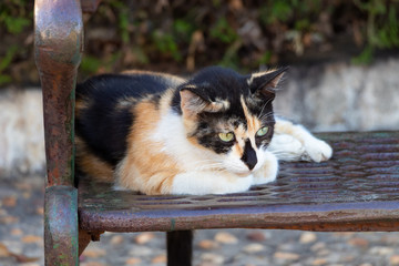 cat lying on a iron bench
