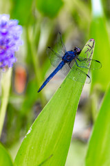 Blue Dragonfly