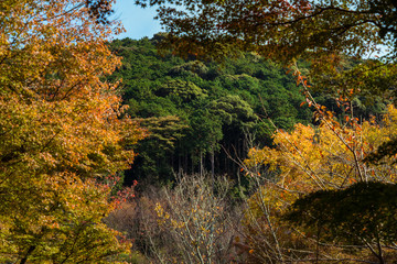 autumn in the forest