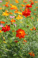 赤い花 コスモス