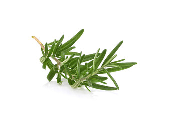 Fresh rosemary isolated on white background