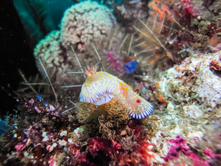 Nudibranch, Tooth-edged Chromodoris ( Goniobranchus roboi)