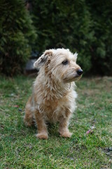 Mixed breed dog portrait