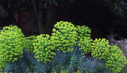 vibrant green euphorbia against a dark background- formal garden close up
