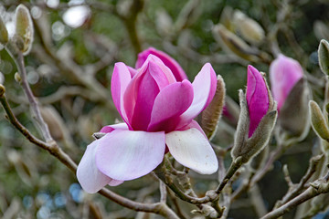 Obraz premium Closeup of a beautiful newly opened magnolia blossom