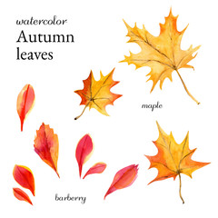 Watercolor autumn leaves maple, rowan and barberry