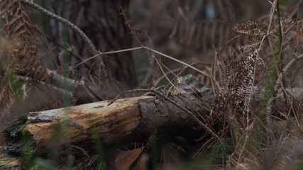 Tronc de pin mort, au bord d'un chemin forestier