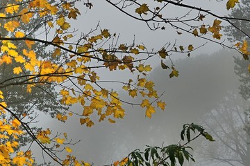 Nebelzeit: Herbst