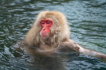 Obraz premium portrait of snow monkey