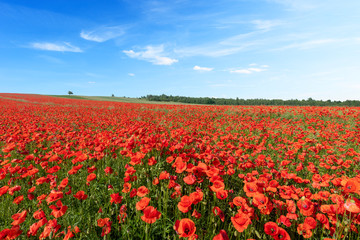 Beautiful summer day over poppy field