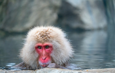 portrait of snow monkey