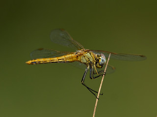 Dragonfly Sympetrum fonscolombii, perched in a bush, near the town of Casas del Rio, Spain