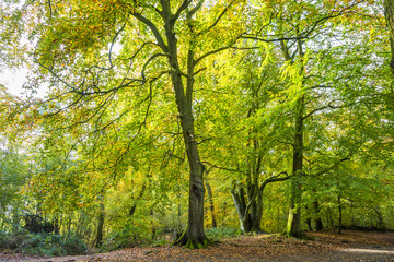Forests with mature beech trees along avenues in a Dutch estate in autumn colors and backlight