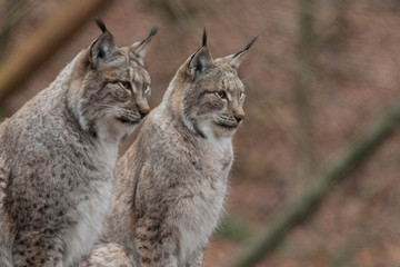 Fototapeta premium Luchs/Lynx