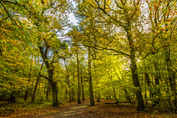 Forests with mature oak trees along avenues in a Dutch estate in autumn colors and backlight
