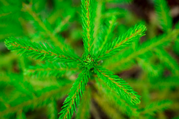 closeup blurred nature top view of fir, fresh green background, ecology concept, pine wallpaper