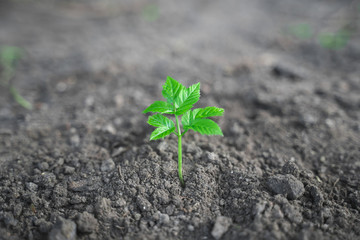 green sprout growing on fresh black soil