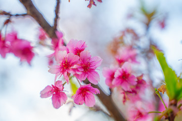 Obraz premium pink cherry blossom