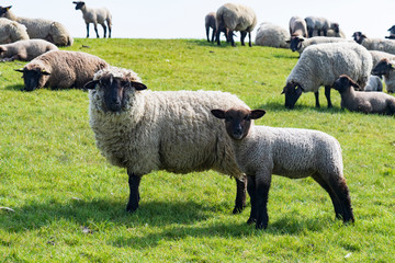 Schafe auf dem Deich