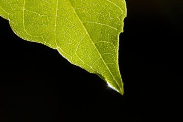 water drop on green leaf
