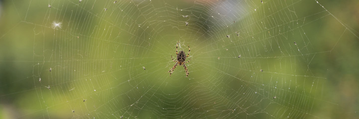 a large spider sits in a web