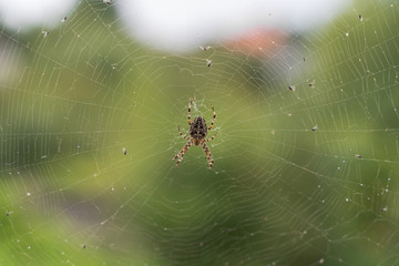 a large spider sits in a web