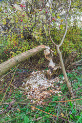 Willow tree,  Salix alba, with bite marks of wild Beaver   in a floodplain forests on the banks of the Dutch River Lek