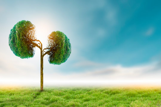 Trees (kidneys), 3D environmental and medical concepts