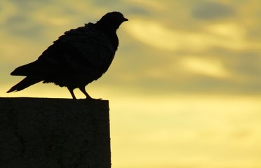 Pigeon Silhouette