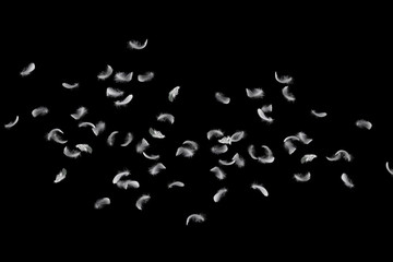Feather abstract freedom concept. Group of light fluffy a white feathers floating in the dark. Black background.