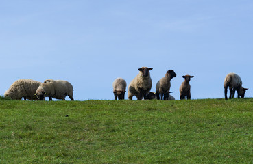 Schafe auf dem Deich an der Nordsee