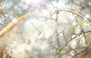 Abstract defocused spring background with сherry blossom