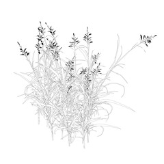 Contour detailed grass isolated on white background. Vector illustration