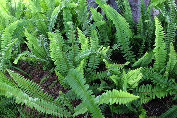 Fototapeta na wymiar Tropical Green Leaf on the green backgrounds, Background of green leaves, summer or spring season.