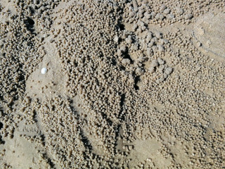 Beach Sand texture. Sandy sea for background.