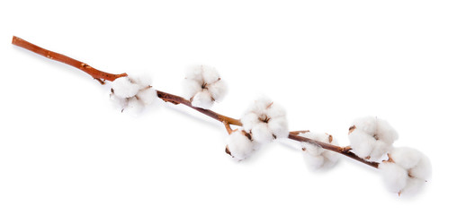 Beautiful cotton flowers on white background