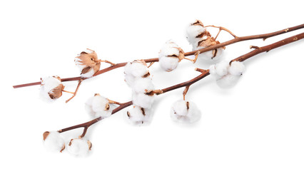 Beautiful cotton flowers on white background