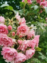 pink rose bush background
