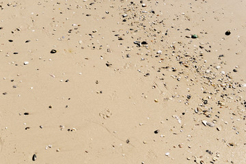 Beach Sand texture. Sandy sea for background.